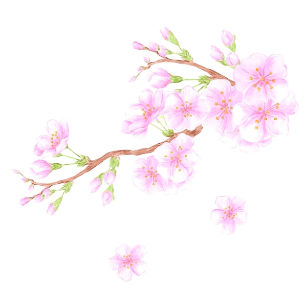 Composición de ramas de flores de cerezo en acuarela dibujada a mano Ilustración de flores aisladas sobre un fondo blanco Se puede usar para álbum de recortes de etiquetas de postales y otros productos impresos