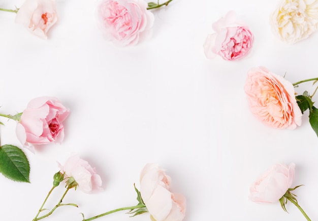 Composición de rosas inglesas de flores festivas sobre fondo blanco. Vista superior aérea, endecha plana. Copie el espacio. Cumpleaños, madre, día de San Valentín, mujer, concepto del día de la boda.