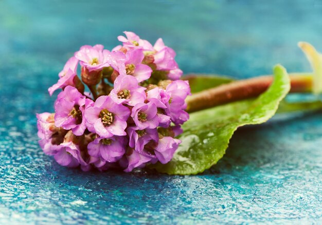 Composición de spa con flores rosas.