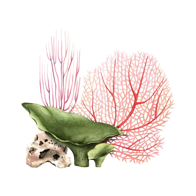 Composición submarina de arrecife de coral Ilustración de acuarela dibujada a mano aislada en fondo blanco Para paquetes de decoración de tarjetas de clip art
