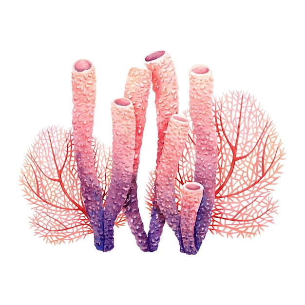Composición submarina con plantas de arrecife de coral Ilustración de acuarela dibujada a mano aislada en fondo blanco Para paquetes de tarjetas de clip art