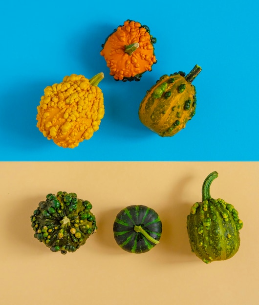 Composición de varias calabazas sobre fondos de color azul brillante y amarillo pálido