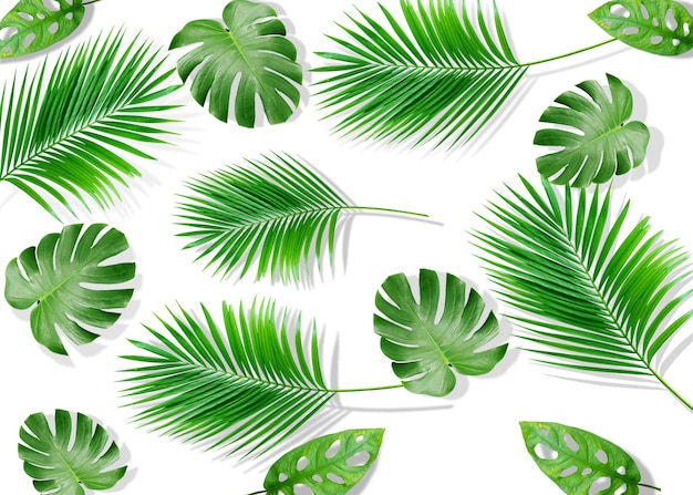 Composición de verano hojas de palma tropical en fondo blanco concepto de verano