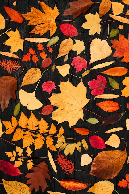 Composiciones de hojas de arce amarillas de otoño Concepto de otoño con hojas amarillas de fondo
