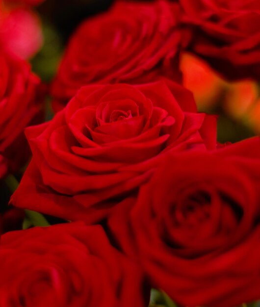 Compre uma rosa para ela Close de um buquê de rosas