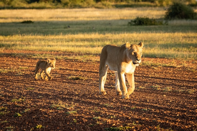 Comprimento completo de um gato caminhando na paisagem