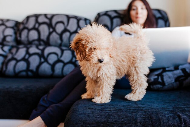 Comprimento completo do cão de pé no sofá contra a mulher em casa
