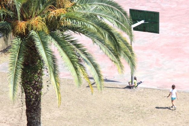 Foto comprimento total da palmeira