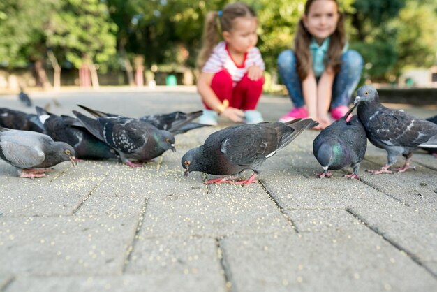 Foto comprimento total de pombos a comer