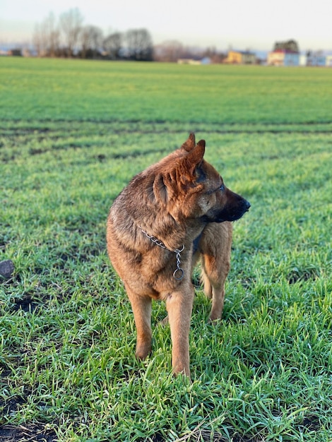 Foto comprimento total de um cão no campo