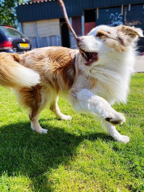 Foto comprimento total de um cão no campo