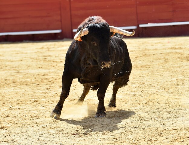 Foto comprimento total de um cavalo no campo