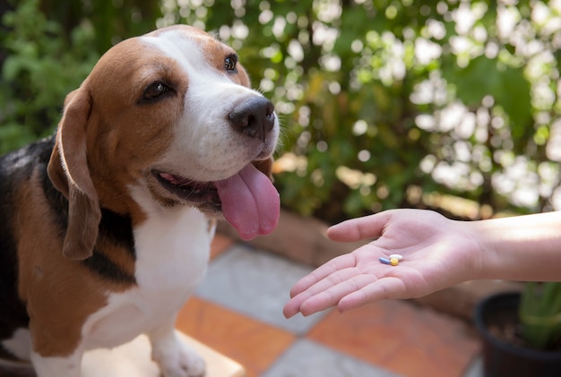 Comprimidos médicos na mão para entrar cães beagle