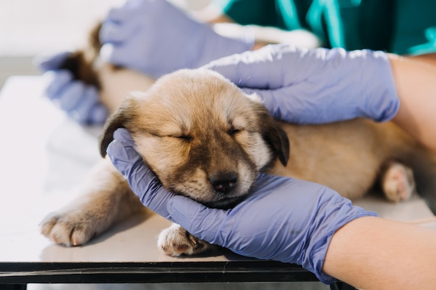 Foto comprobación del aliento veterinario masculino con uniforme de trabajo escuchando el aliento de un perro pequeño con un fonendoscopio en una clínica veterinaria concepto de cuidado de mascotas