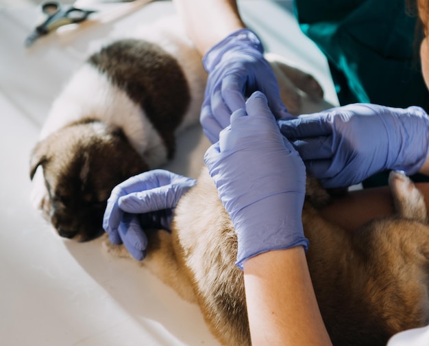 Comprobación del aliento Veterinario masculino con uniforme de trabajo escuchando el aliento de un perro pequeño con un fonendoscopio en una clínica veterinaria Concepto de cuidado de mascotas