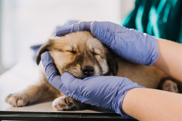 Comprobación del aliento Veterinario masculino con uniforme de trabajo escuchando el aliento de un perro pequeño con un fonendoscopio en una clínica veterinaria Concepto de cuidado de mascotas