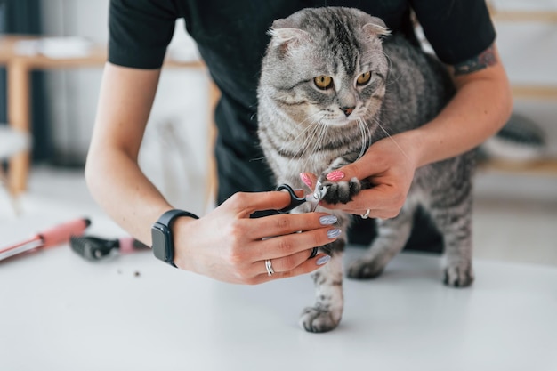 Comprobación de las uñas en la pata El gato escocés está en el salón de aseo con una veterinaria