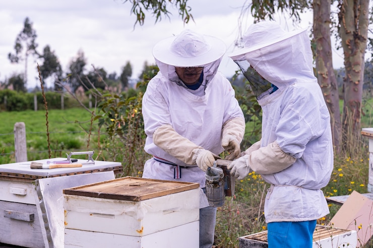 Foto comprobando las abejas melíferas