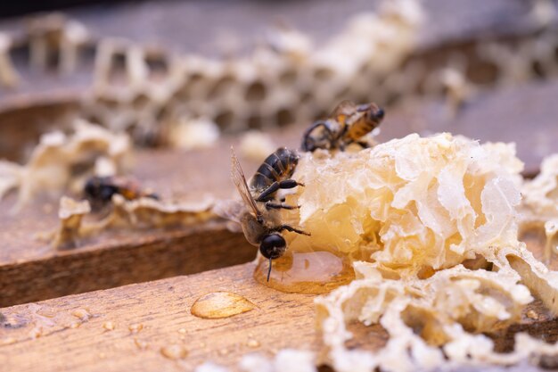 Comprobando las abejas melíferas