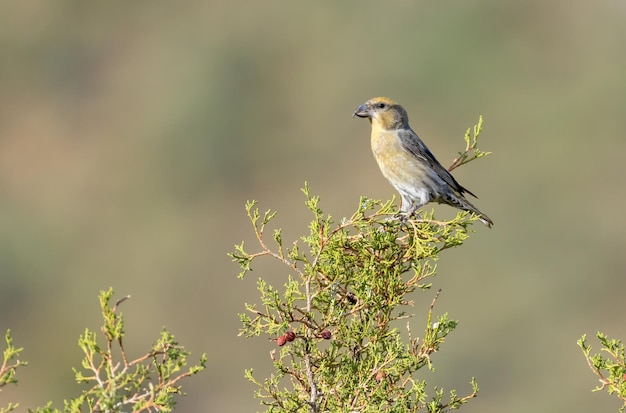 Foto comum crossbill loxia curvirostra empoleirar-se numa árvore