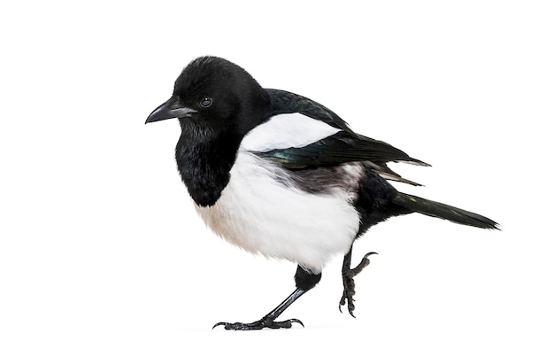 Comum Magpie Pica pica na frente do fundo branco