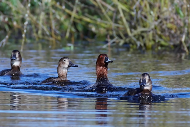 Comum, pochard, (Aythya, ferina)