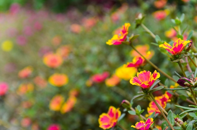 Comum Purslane Verdolaga Pigweed Little Hogweed ou flor Pusley no jardim