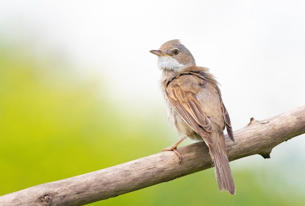 Comum Whitethroat Sylvia communis Um pássaro senta em um galho e desvia o olhar