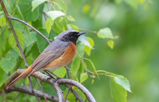 Común colirrojo Phoenicurus phoenicurus Un pájaro se sienta en la rama de un árbol