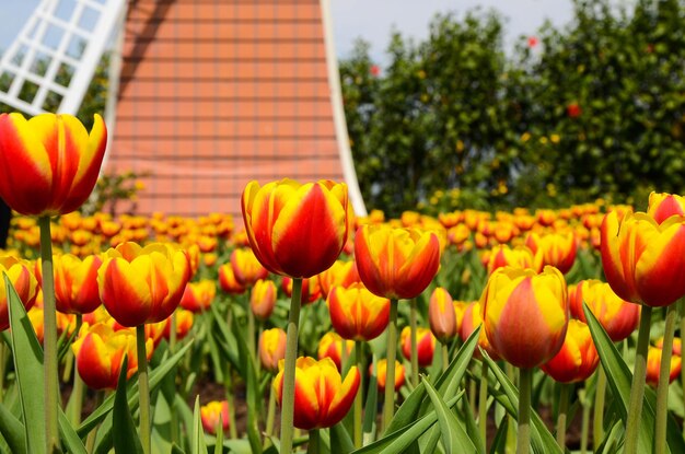 Común Tulipa Liliaceae Tulipán