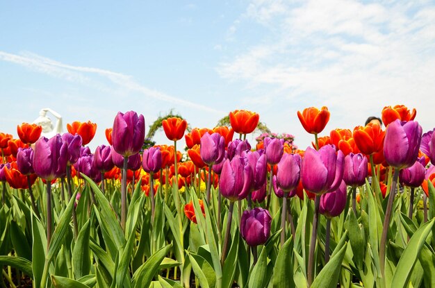 Común Tulipa Liliaceae Tulipán