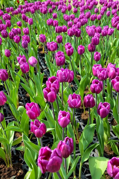 Común Tulipa Liliaceae Tulipán