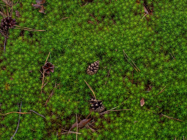 Comuna de Star Moss Polytrichum vista desde arriba