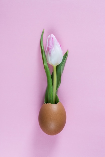 Conceito criativo feito com flor de tulipa e casca de ovo.