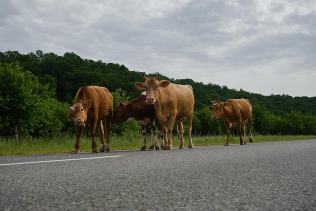 Conceito da indústria agrícola Quatro vacas marrons e vermelhas caminham na estrada no verão Vista lateral