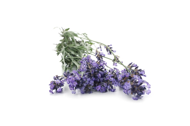 Conceito de aconchegante com flores de lavanda isoladas no fundo branco