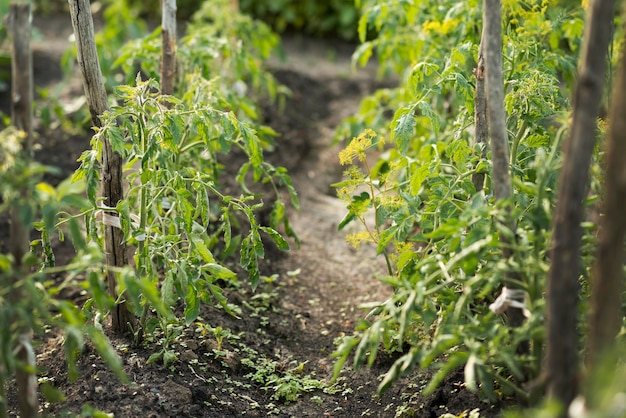 Foto conceito de agricultura biológica com plantas de tomate