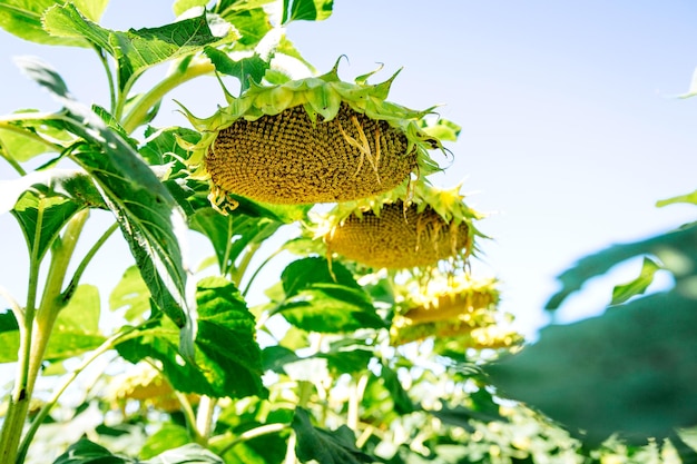 Conceito de agricultura de campo de verão de girassol