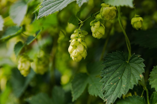 Conceito de agricultura e agricultura cones de lúpulo orgânicos frescos e maduros para fazer cerveja e pão perto de você