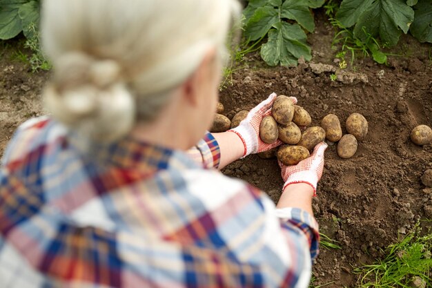 conceito de agricultura, jardinagem, agricultura e pessoas - agricultor com batatas no jardim da fazenda