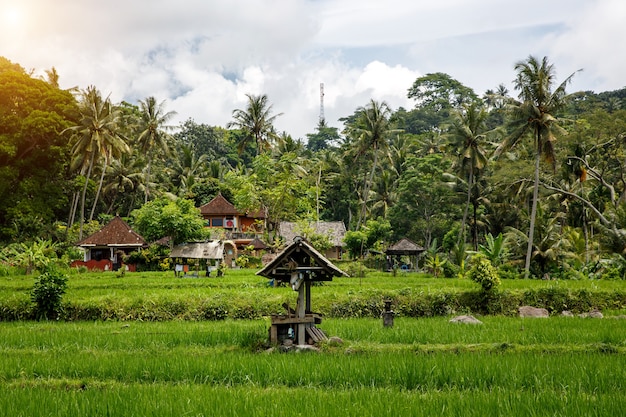 Conceito de aldeia de Bali. Bela selva e campos de arroz da Ásia.