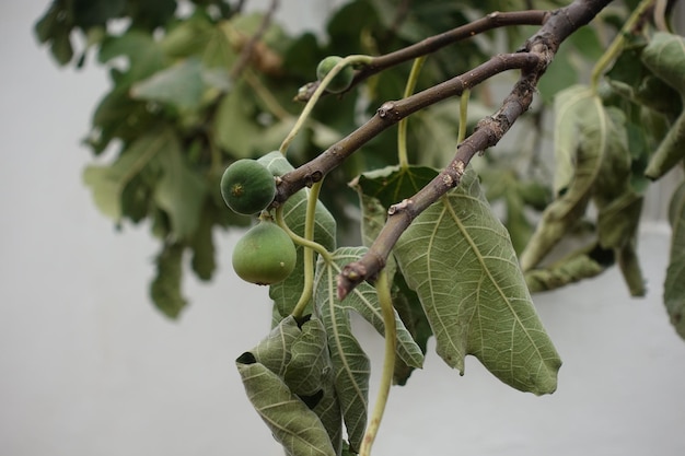 Conceito de alimentos saudáveis para os frutos da figueira verde