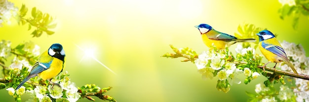 Conceito de amantes de pássaros e observação de pássaros. Uma beleza da natureza do meio ambiente. Ornitologia.