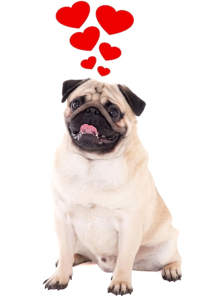 Conceito de amor - cão pug amigável sentado isolado em fundo branco com corações