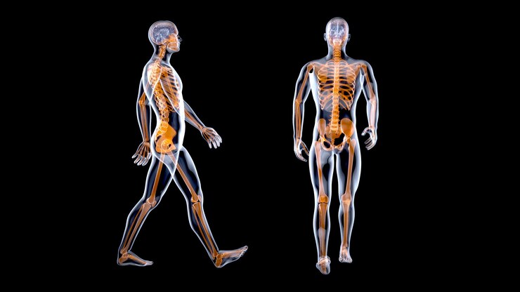 Foto conceito de anatomia 3d de um homem de raio x caminhando