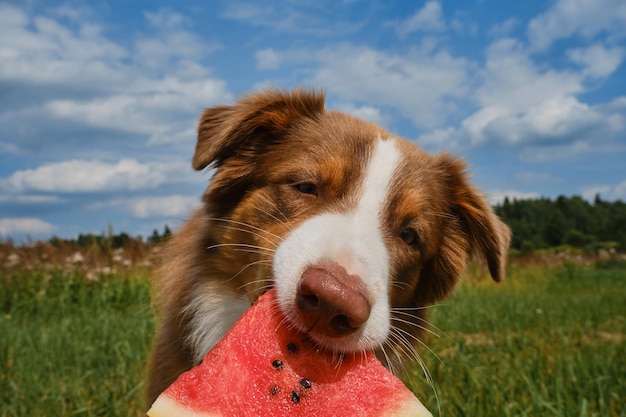 Conceito de animais de estimação como pessoas cão pastor australiano come melancia fresca suculenta lá fora no verão