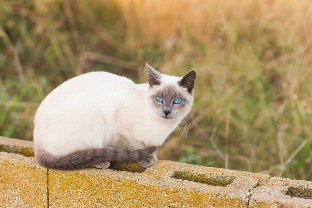 Conceito de animais de estimação e animais com pedigree - Retrato do gato siamês de olhos azuis