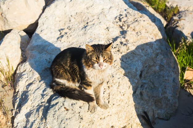 Conceito de animais sem-teto - gato vadio na rua.