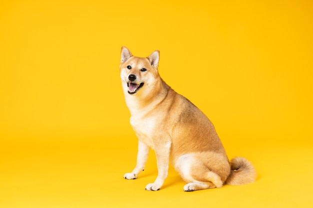 Conceito de animal de estimação com cachorro fofo Shiba Inu