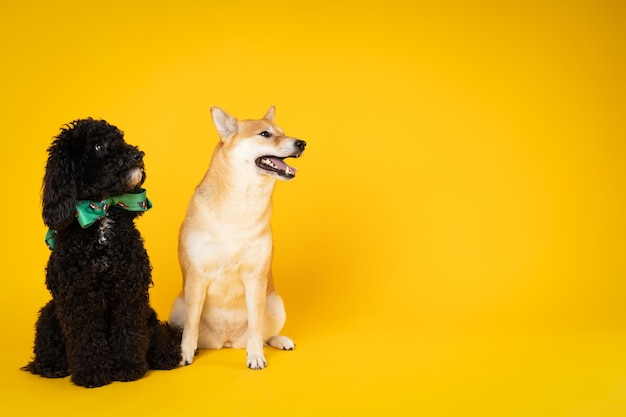 Conceito de animal de estimação com dois cachorros fofos Poodle e Shiba Inu